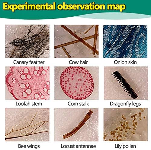60pcs Microscope Slides with Specimens for Kids – Kids Prepared Stereo Microscope Slides for Stereo Microscope and Other, Animals Insects Plants Flowers Specimens - Image 6