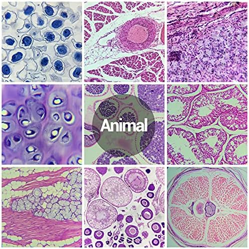 120 Microscope Slides with Specimens for Kids: Prepared Slides for Science - Image 6