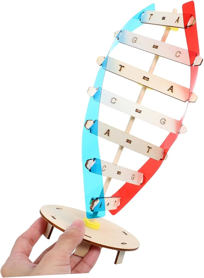 DIY Wooden DNA Double Helix Model Kit Self-Assembling Biology Science Teaching Instrument for Stem Education and Classroom Learning Tool