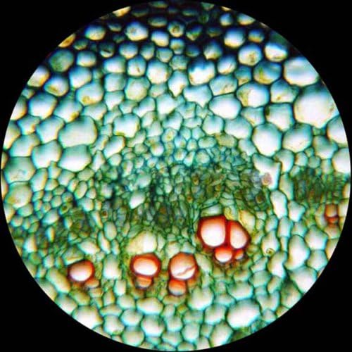 AmScope PS100A Prepared Microscope Slide Set, 100 Slides Set A - Image 6