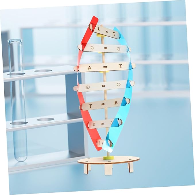 DIY Wooden DNA Double Helix Model Kit Self-Assembling Biology Science Teaching Instrument for Stem Education and Classroom Learning Tool