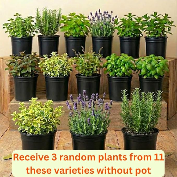 Combo 3 Assorted Herbs Plants Garden, Basil, Rosemary, Peppermint, Lemon Balm Plant Live, Mix Varieties Herb, 3 to 5 Inches Tall, No Potted