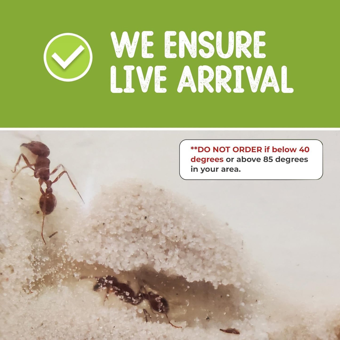 Live Ant Habitat Refill Kit - Includes 50 Live Red Harvester Ants, Ant Food, Honey - All-in-One Educational Insect Exploration Kit - Active Observation and Learning Experience Bundle