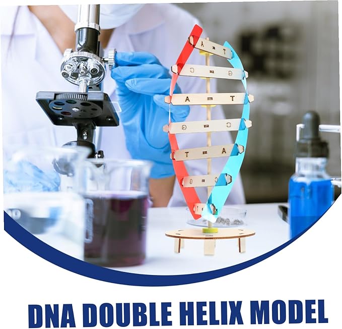 DIY Human DNA Double Helix Model Kit Educational Stem for Molecular Structure Building Enhancing Fine Motor Skills and Biology Learning Science Project for Boys