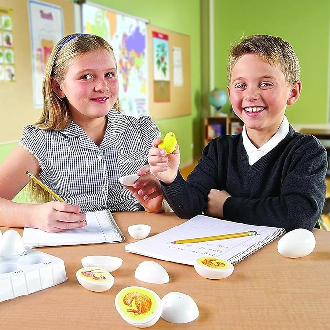 Chick Life Cycle Exploration Set Biological Teaching Model Chick Embryo Growth Model Hatching Development Process Biological Teaching Model