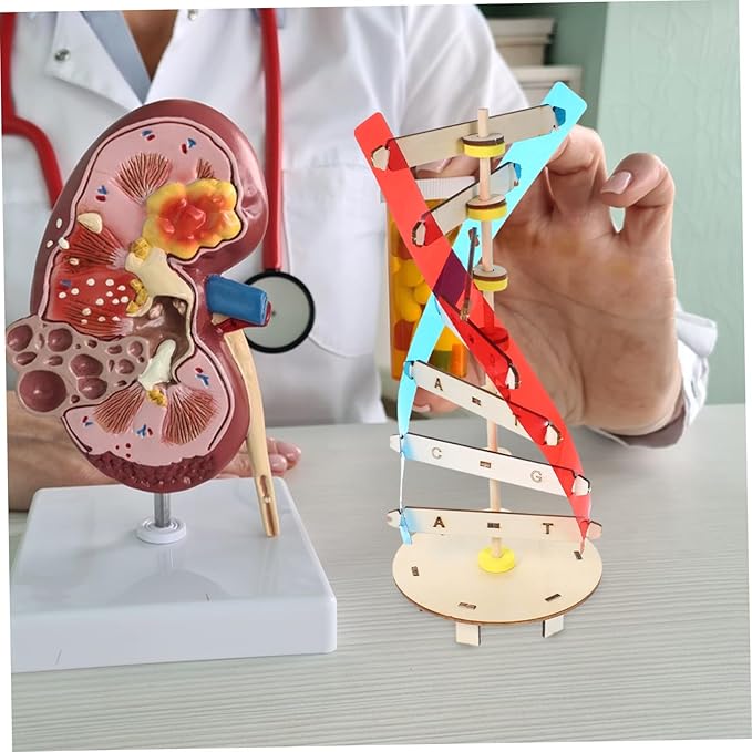 DIY Wooden DNA Double Helix Model Kit Self-Assembling Biology Science Teaching Instrument for Stem Education and Classroom Learning Tool