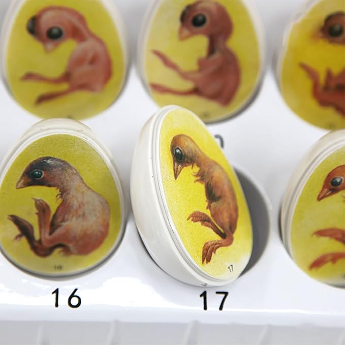 Chick Life Cycle Exploration Set Biological Teaching Model Chick Embryo Growth Model Hatching Development Process Biological Teaching Model