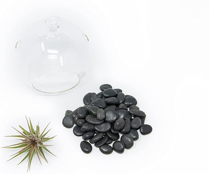 Stunning Flat Bottom Globe Plant Terrarium Kit - Small Assorted Air Plant and Black Stones in Propagation Jar - Home and Garden Decor Plants Pot - Easy Care Indoor and Outdoor Plants Vase