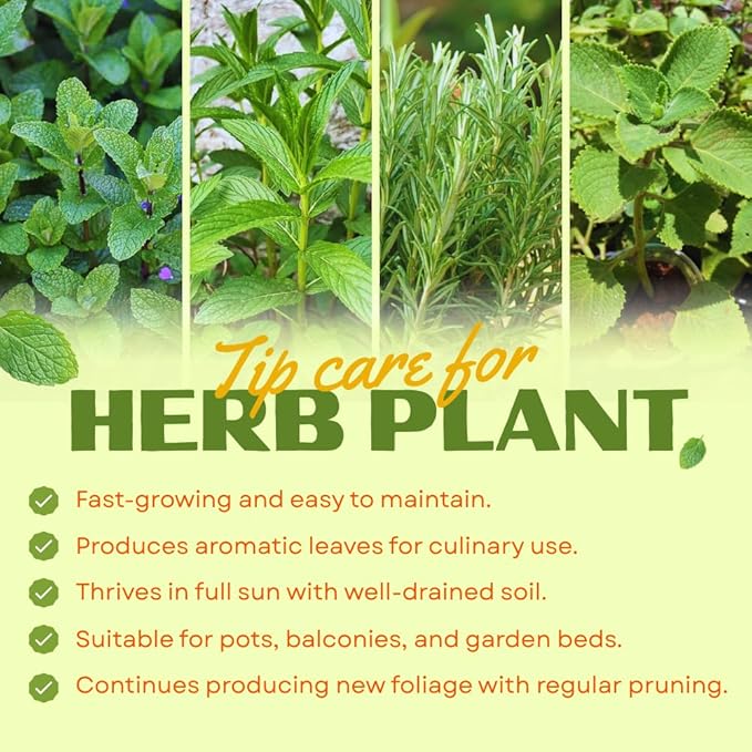 Combo 3 Assorted Herbs Plants Garden, Basil, Rosemary, Peppermint, Lemon Balm Plant Live, Mix Varieties Herb, 3 to 5 Inches Tall, No Potted