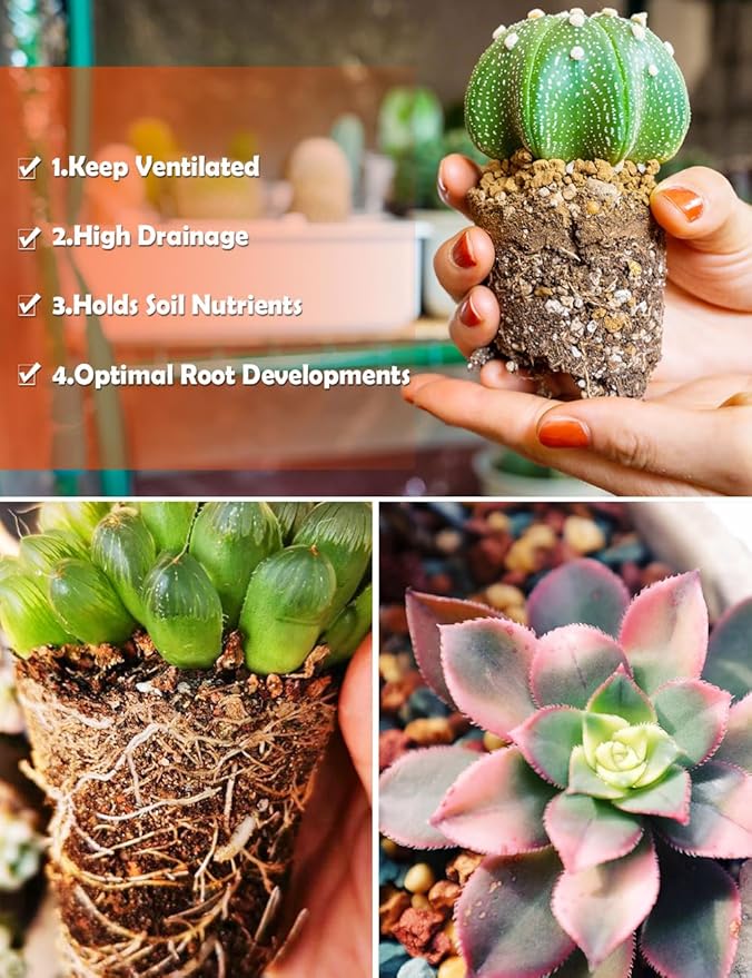 TOYPOPOR Succulent Soil, Cactus Potting Mix 3.75 Pounds/3QTS, High Drainage, Pre-Mixed Ready to Use for All Succulent Varieties, Indoor Plants, Bonsai, Terrarium, Houseplant, 30% Particles 70% Soil