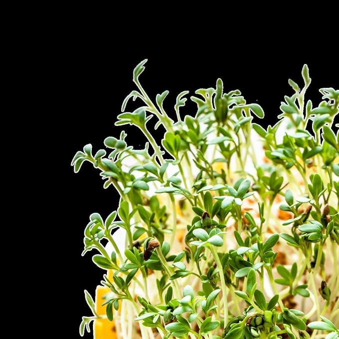 Nature Jims Sprouts Clover Seeds –Organic Non-GMO Sprouting Seeds for Fresh, Nutrient-Rich Seed, Packed with Vitamins, Minerals & Fiber, Ideal for Growing Sprouts and Clover Seed, Reseable Bag, 16 oz