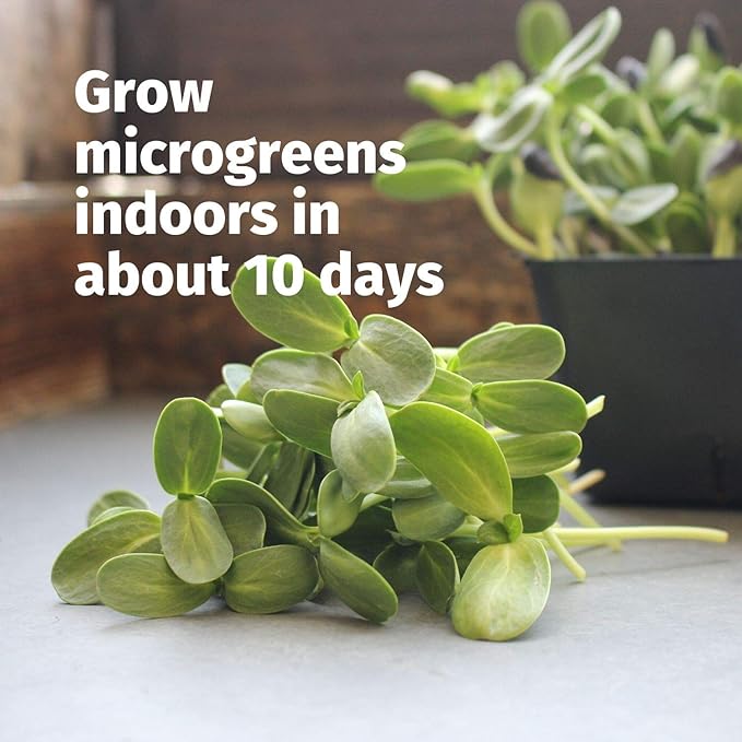 Deluxe Microgreens Growing Kit - Grow Micro Greens & Baby Salad - Soil & Hydroponic Indoor Garden: Complete Step-by-Step Kit