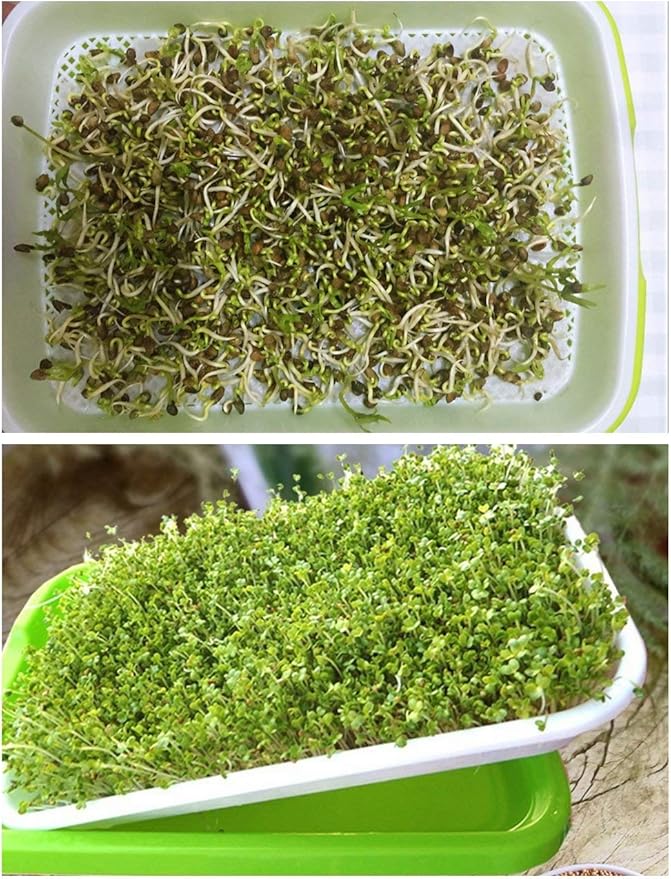 Pack of 150 pcs Germinating Growing Paper Seed Sprouter Vegetable Microgreens Planting Paper 7.8" x 11.4". Fit for Plant Germination Tray (13.4"x 9.8") Trays NOT Included