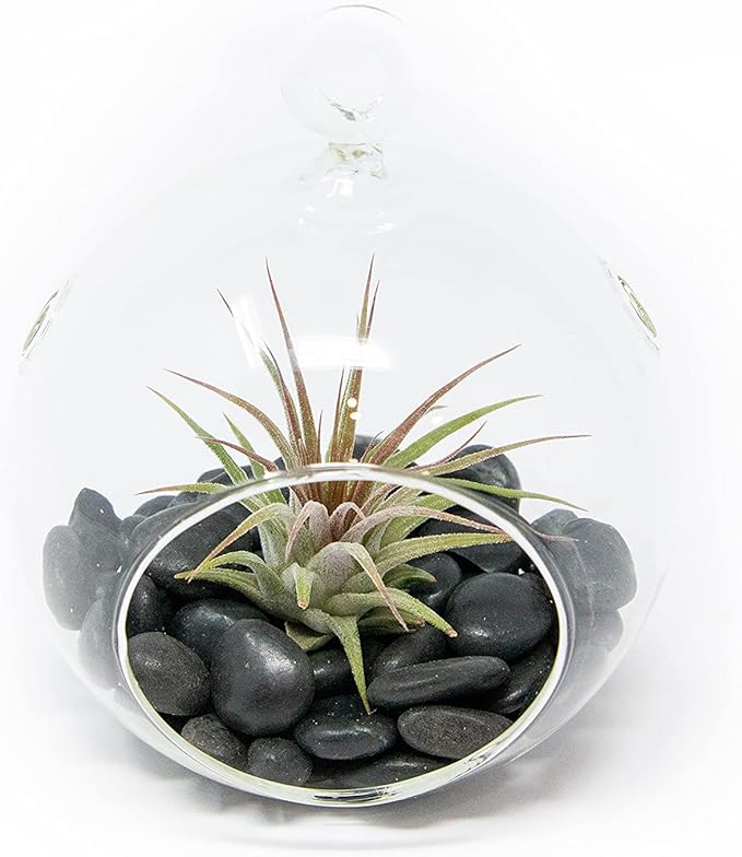 Stunning Flat Bottom Globe Plant Terrarium Kit - Small Assorted Air Plant and Black Stones in Propagation Jar - Home and Garden Decor Plants Pot - Easy Care Indoor and Outdoor Plants Vase