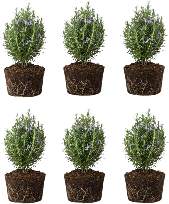 6 Blue Rosemary Plants Live, Well Rooted Starter Rosemary 4–7'' Tall, Fragrant Herb for Outdoor Growing