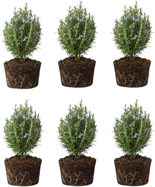 6 Blue Rosemary Plants Live, Well Rooted Starter Rosemary 4–7'' Tall, Fragrant Herb for Outdoor Growing