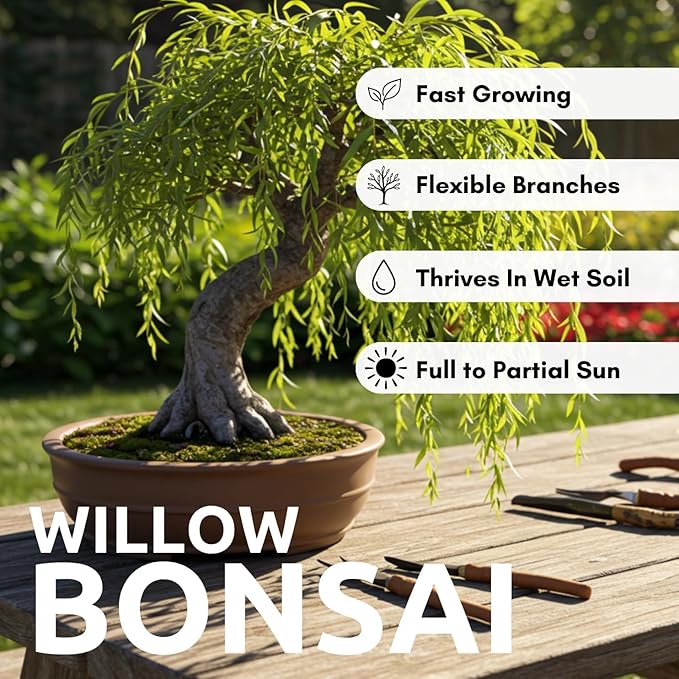 Eversong Weeping Willow Bonsai Tree Cutting to Grow - Thick Trunk Cutting - Great Gift - Fast Growing Indoor or Outdoor Bonsai, Living Desk Plant, Meaningful Present for Home or Office