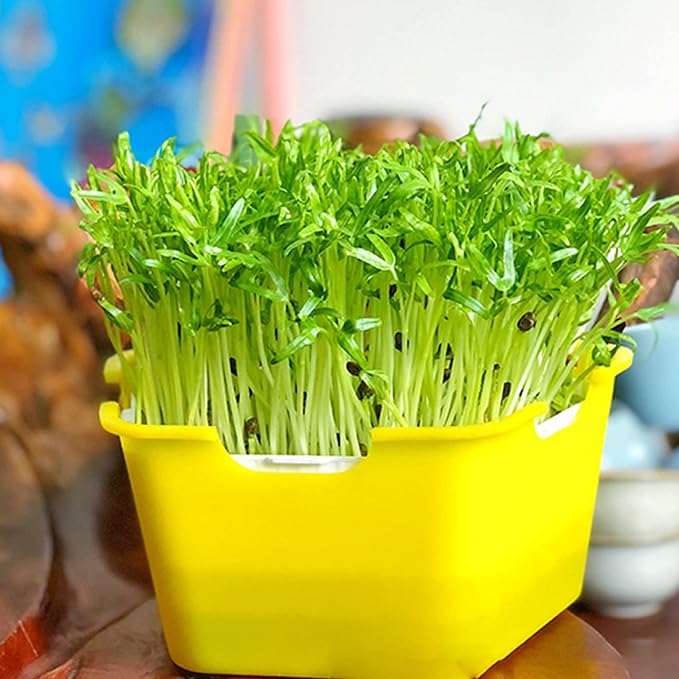 Seed Sprouter Tray with Cover Plastic Seedling Nursery Tray Soil-Free for Kitchen Garden Home Office 4 Pcs Sprouting Tray Sprouts Growing Tray Sprouts Growing Kit Germination Tray