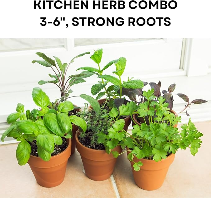 4 Assorted Herbs Plants, Mixed Herb Plants, Basil, Rosemary, Mint, Lemon Balm, and Other Varieties, 3-6" Live Herbs Collection for Indoors Outdoors Garden, Kitchen, Well Rooted, No Pot
