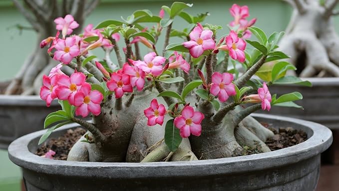 Gardenera Desert Rose Potting Mix - Crafted for Superior Performance and Stunning Blooms - 10 QUARTS