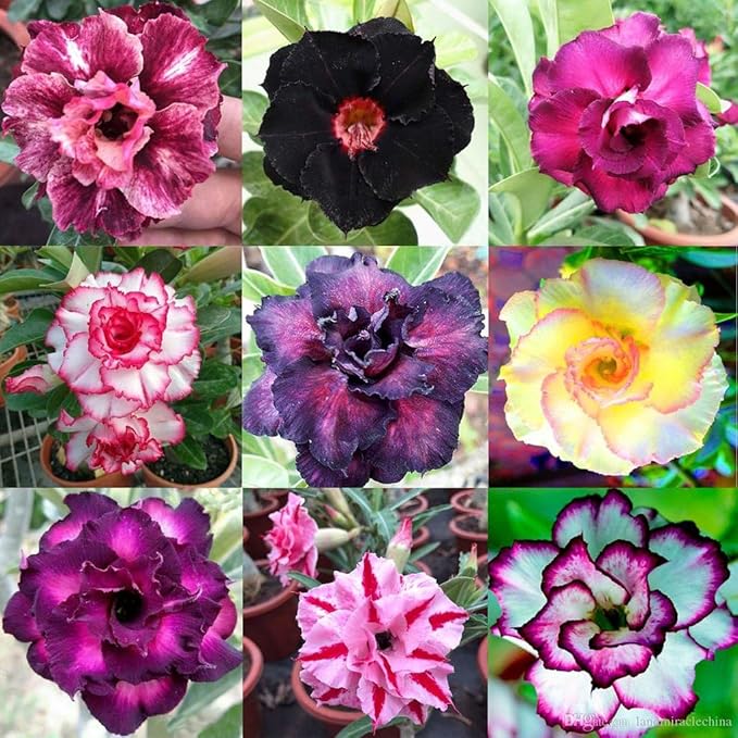 GARDENERA Desert Rose Potting Soil - Perfect Formula for Healthy and Vibrant Adenium Growth - 3 QUARTS