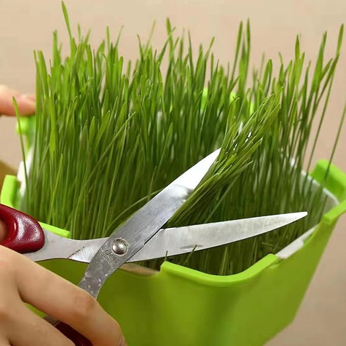 Seed Sprouter Tray with Cover Plastic Seedling Nursery Tray Soil-Free for Kitchen Garden Home Office 4 Pcs Sprouting Tray Sprouts Growing Tray Sprouts Growing Kit Germination Tray