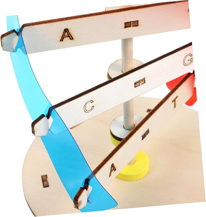 DIY Human DNA Double Helix Model Kit Educational Stem for Molecular Structure Building Enhancing Fine Motor Skills and Biology Learning Science Project for Boys