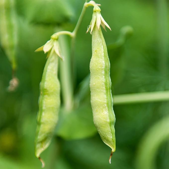 Organic Garden Yellow Pea Seed - 25 Lb Bulk ~50,000 Seeds - Non-GMO Heirloom Yellow Sprouting Pea Seeds for Microgreens Pea Shoots, Outdoor Gardening, Indoor Sprouting, Cover Crops, Micro Greens Kit