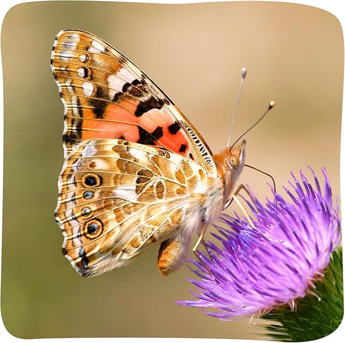 Insect Lore Butterfly Garden 8" Habitat Gift Set with 10 Live Baby Painted Lady Caterpillars - Includes Baby Caterpillars, Raising Supplies, 3D Butterfly Stickers and Butterfly Wind-up Toy