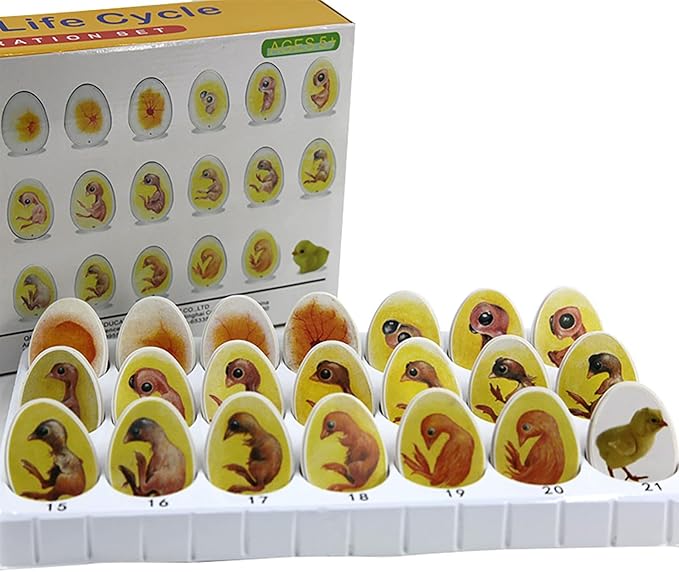 Chick Life Cycle Exploration Set Biological Teaching Model Chick Embryo Growth Model Hatching Development Process Biological Teaching Model