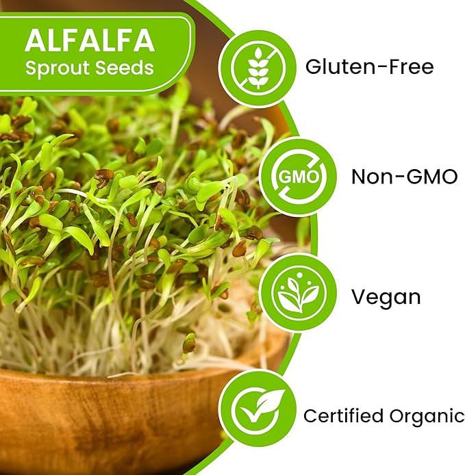 Premium USA Alfalfa Seeds for Sprouting & Microgreens with High Germination Rate. (8oz)