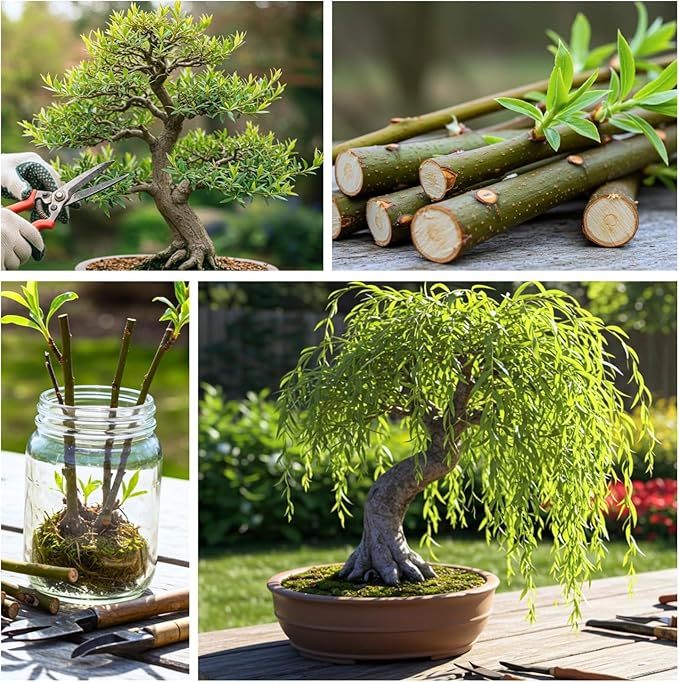 Eversong Weeping Willow Bonsai Tree Cutting to Grow - Thick Trunk Cutting - Great Gift - Fast Growing Indoor or Outdoor Bonsai, Living Desk Plant, Meaningful Present for Home or Office