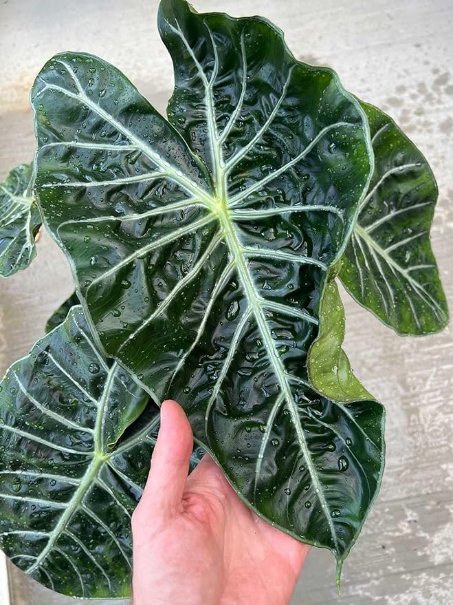 Gardenera Alocasia Plant Potting Soil - All-Natural Blend for Thriving Alocasia Plants - Boosts Root Health and Distinctive Foliage - 10 Quart