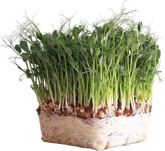 Organic Garden Yellow Pea Seed - 1 Lb ~2,000 Seeds - Non-GMO Heirloom Yellow Sprouting Pea Seeds for Microgreens Pea Shoots, Outdoor Gardening, Indoor Sprouts, Cover Crops, Organic Micro Greens Kit