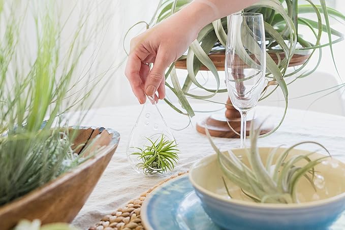 Stunning Flat Bottom Globe Plant Terrarium Kit - Small Assorted Air Plant and Black Stones in Propagation Jar - Home and Garden Decor Plants Pot - Easy Care Indoor and Outdoor Plants Vase
