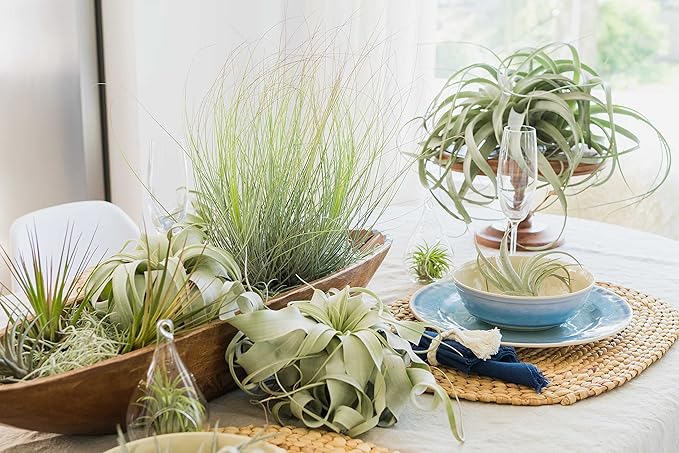 Stunning Flat Bottom Globe Plant Terrarium Kit - Small Assorted Air Plant, Beige Stones in Propagation jar - Home and Garden Decor Plant Pot - Easy Care Indoor and Outdoor Plant Vase