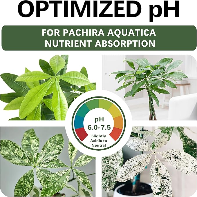 Premium Money Tree Soil – Organic, Nutrient-Rich, Optimal-Draining Potting Mix for Pachira Aquatica – Supports Strong Roots, Balanced Moisture & Lush Foliage – Ready to Use (4 QTS)