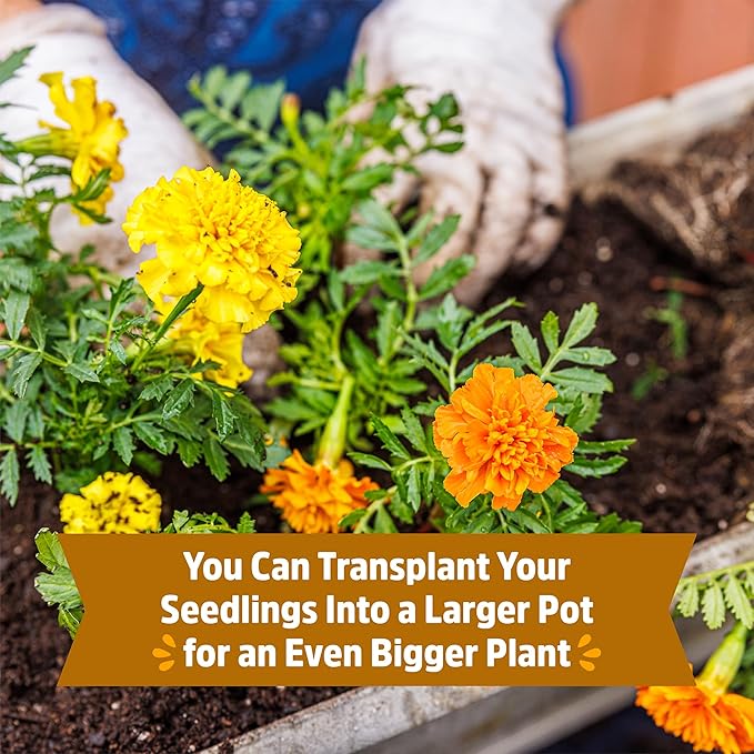 Back to The Roots Organic Marigold Flower Grow Kit with Plantable Starting Pot Soil and Seeds