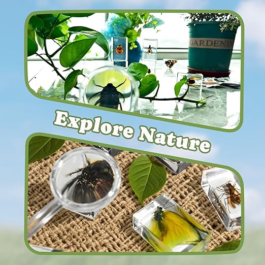 Insect in Resin Specimen, 12 PCS Scientific Educational Bugs Collection, Science Classroom Preschool Display, Real Specimens of Butterflies Beetles Preserved, Stickers, Oddities(Total 61pcs)