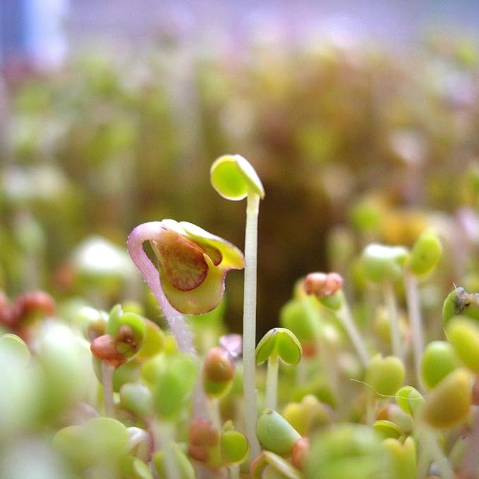 Organic Garden Yellow Pea Seed - 25 Lb Bulk ~50,000 Seeds - Non-GMO Heirloom Yellow Sprouting Pea Seeds for Microgreens Pea Shoots, Outdoor Gardening, Indoor Sprouting, Cover Crops, Micro Greens Kit