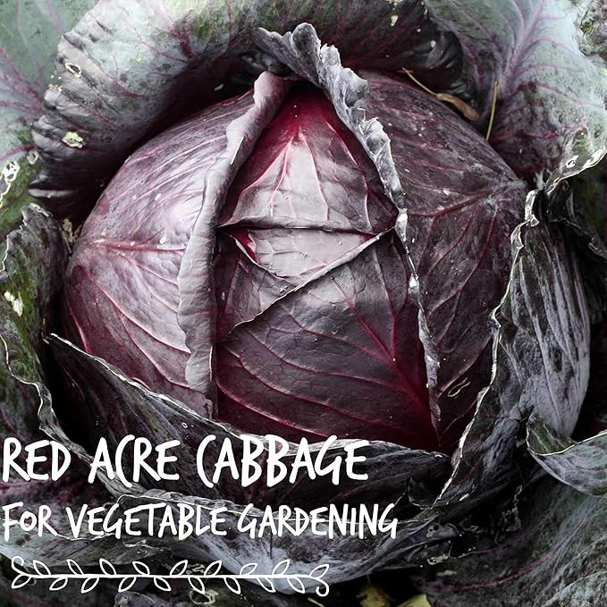 Red Acre Cabbage Microgreens & Sprouting Seeds – 1 Lb – Non-GMO, Chemical-Free – High-Germination Seeds for Nutritious Microgreens, Sprouts, Hydroponic Growing, and Indoor Gardening