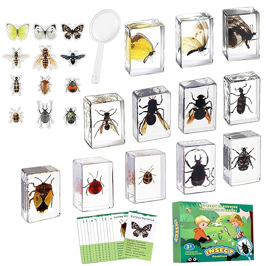 Insect in Resin Specimen, 12 PCS Scientific Educational Bugs Collection, Science Classroom Preschool Display, Real Specimens of Butterflies Beetles Preserved, Stickers, Oddities(Total 61pcs)