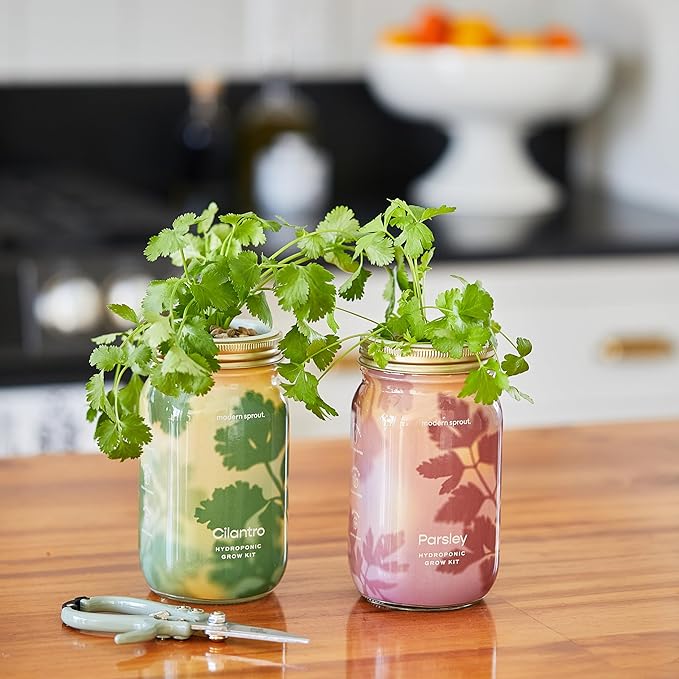 Modern Sprout Mason Garden Jar - Self-Watering Hydroponics Growing System Kit with Organic Herb Seeds - Jar Planter for Indoor Herb Garden - Seed Starter Kit - Home Decor & Gifting - Cilantro