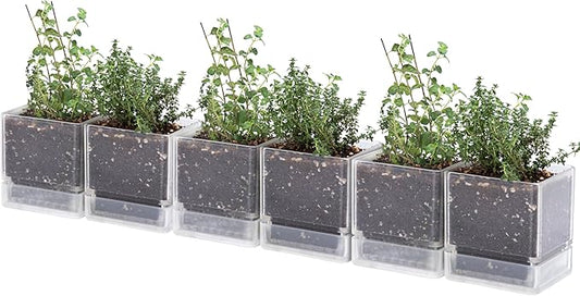 D'vine Dev 4 Inch Herb Planter Pot, Plastic Planter with Drainage Holes and Saucer, Modern Decorative Gardening Pot for Indoor Plants, Flowers, Herbs, Succulents, Clear, Set of 6, 76-Y-D-6