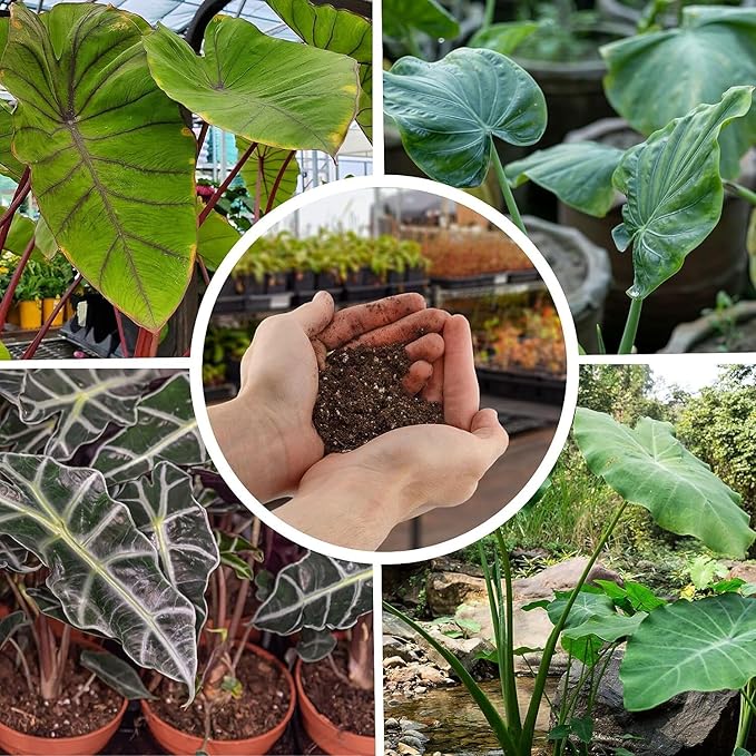 Gardenera Alocasia Potting Mix - Promote Strong Roots and Captivating Foliage with Our Premium Blend - 4 Quart, MAIN-ALOCASIA-4QT