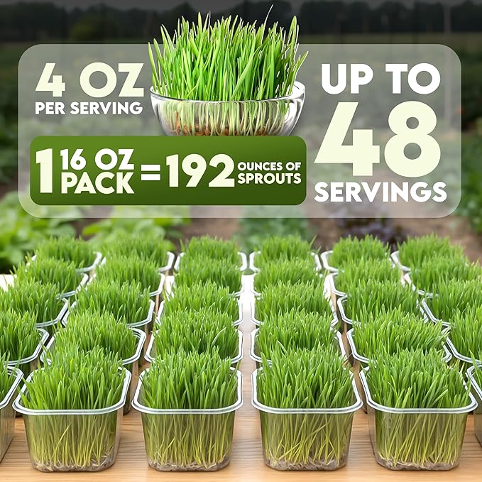 Nature Jims Sprouts Wheat Grass Seeds – Non-GMO Organic Seeds for Planting, Cat Grass Kit Planter & Sprouting –Resealable Bag for Fresh Wheatgrass Sprouts – Packed with Vitamins, Fiber & Minerals–16oz