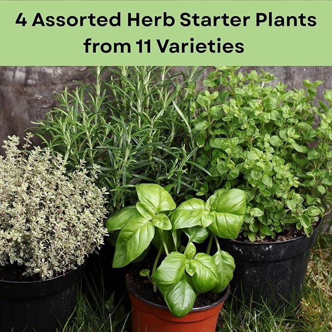 4 Assorted Herbs Plants, Mixed Herb Plants, Basil, Rosemary, Mint, Lemon Balm, and Other Varieties, 3-6" Live Herbs Collection for Indoors Outdoors Garden, Kitchen, Well Rooted, No Pot