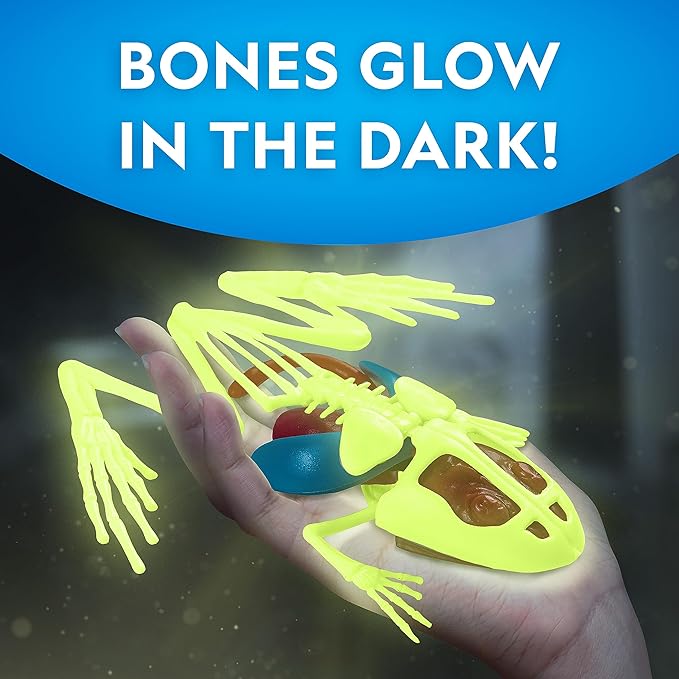 NATIONAL GEOGRAPHIC Frog Dissection Kit Anatomy Lab - Glow in the Dark Synthetic Frog Dissecting Science Lab for Kids with Dissecting Tools, Glowing Bones & Realistic Organs, Science Toys, Biology Kit