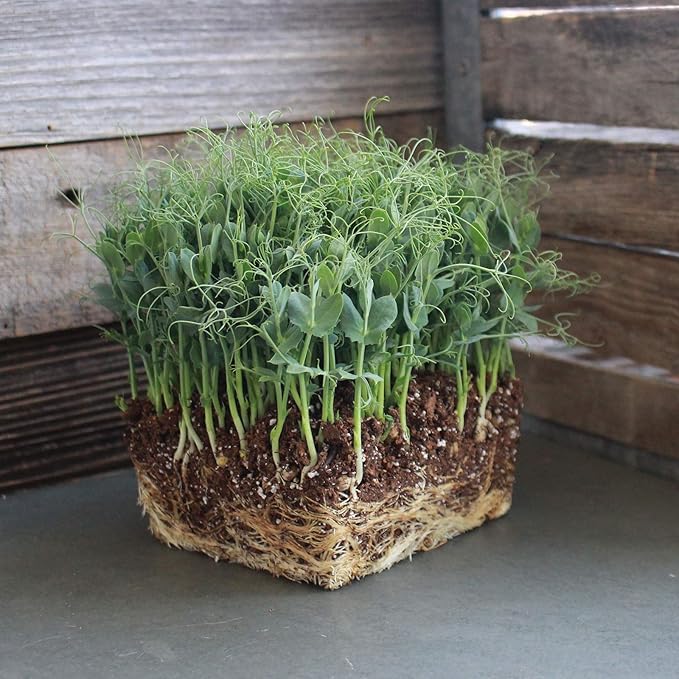 Organic Garden Yellow Pea Seed - 5 Lb ~10,000 Seeds - Non-GMO Heirloom Yellow Sprouting Pea Seeds for Microgreens Pea Shoots, Outdoor Gardening, Indoor Sprouts, Cover Crops, Organic Micro Greens Kit