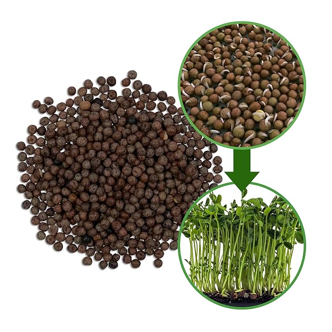 The Sprout House Speckled Pea Seed - Organic Speckled Pea, Non-GMO, High Germination Sprouting Seeds for Nutritious Pea Shoots, Resealable Bag for Freshness, Perfect for Smoothies & Salads, 1LB